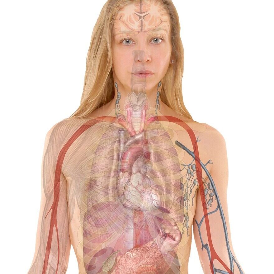 anatomy, woman, human-254120.jpg